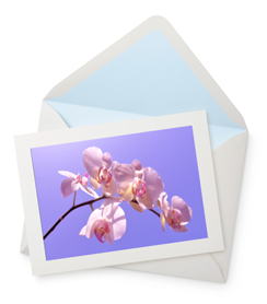Orchid Violet Mist Greeting Card - 6½" x 4½"