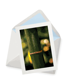 Golden Palm Areca Greeting Card - 5½" x 4¼"