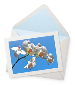 Orchid Blue Greeting Card - 6½" x 4½"