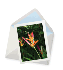 Touched By Light Greeting Card - 5½" x 4¼"