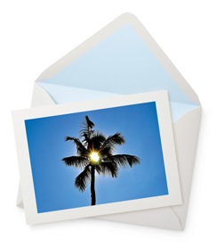Clear Light Palm Greeting Card